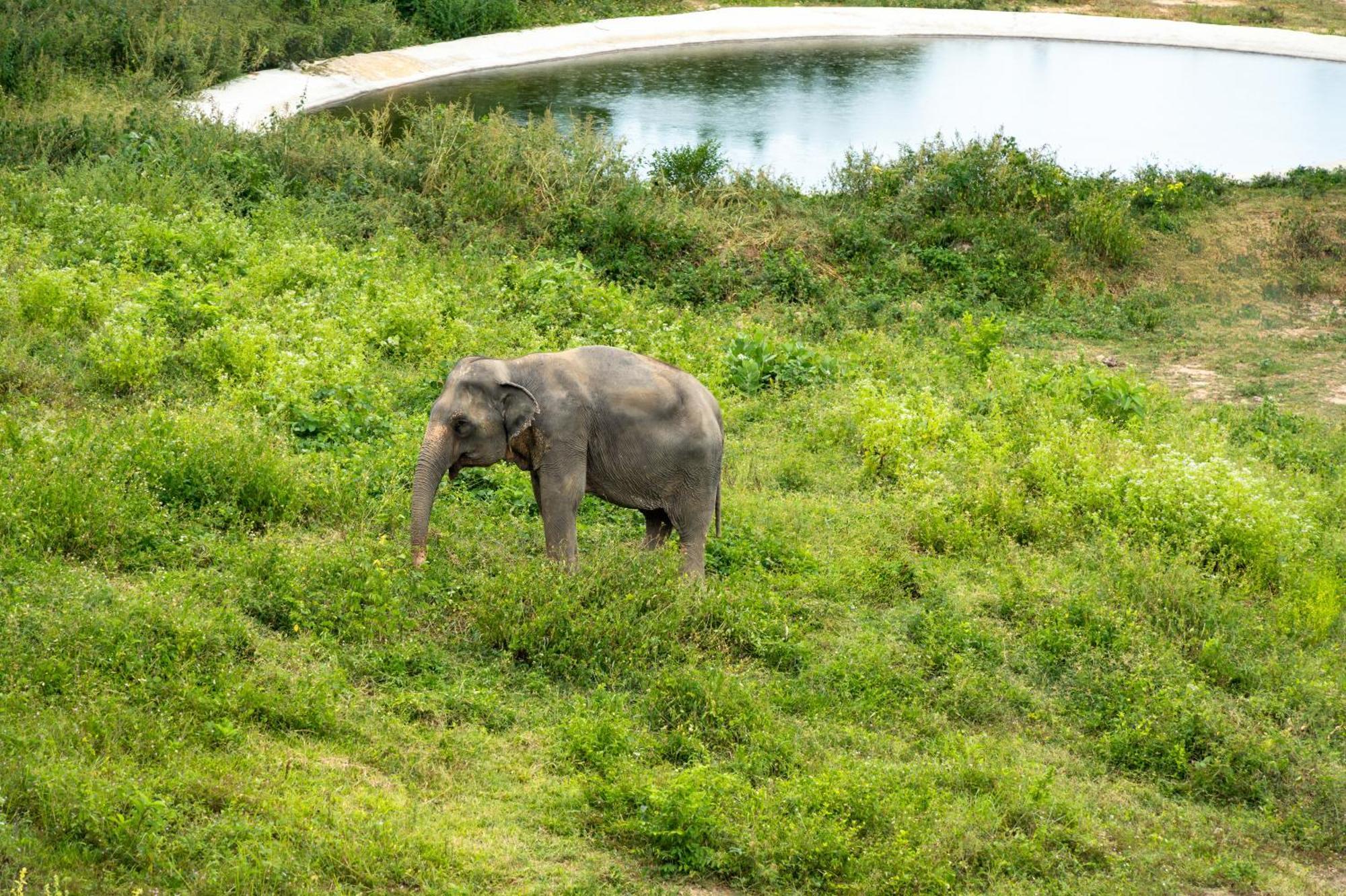 Wild Cottages Elephant Sanctuary Resort Amphoe Koksamui Dış mekan fotoğraf