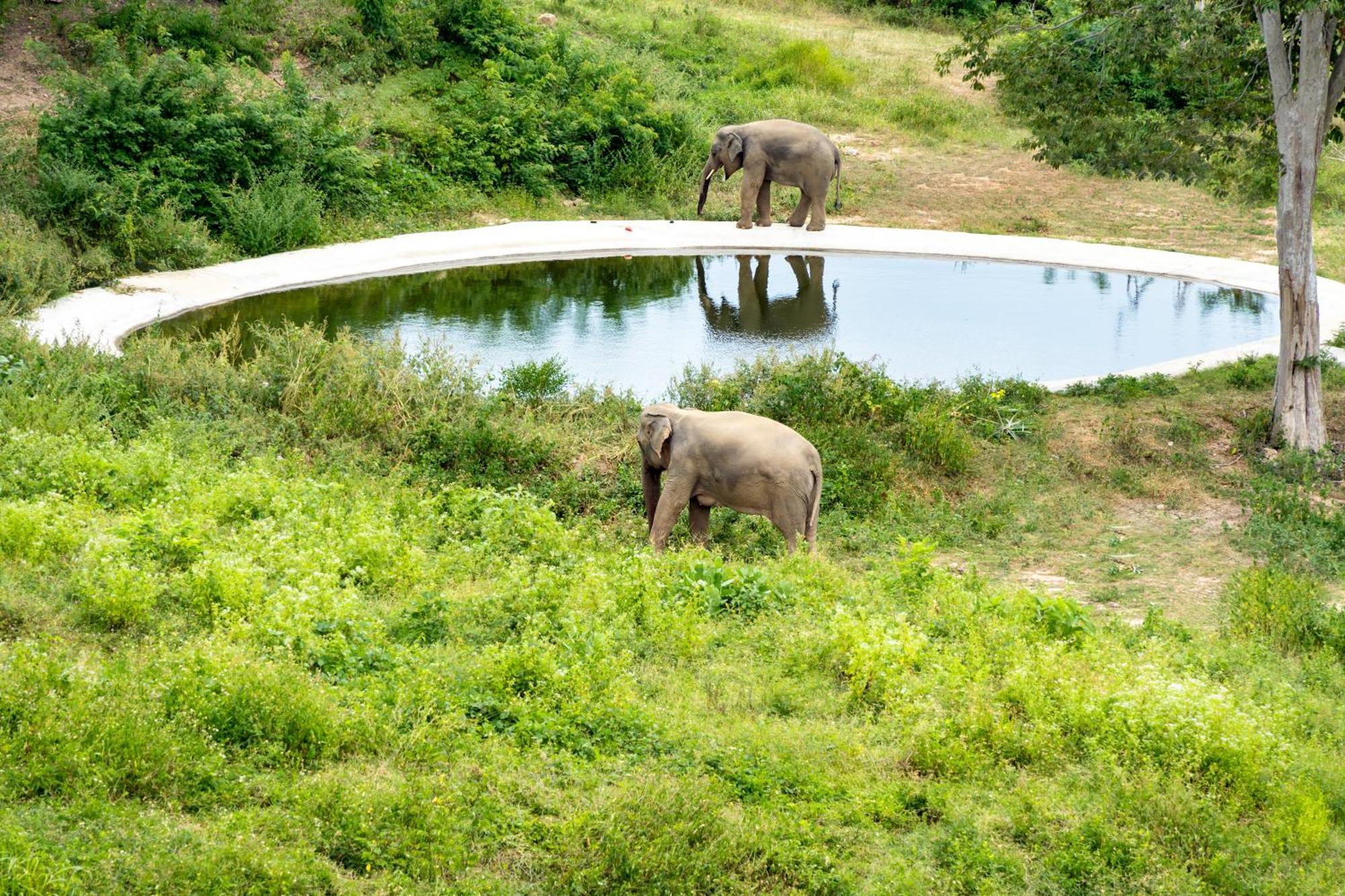 Wild Cottages Elephant Sanctuary Resort Amphoe Koksamui Dış mekan fotoğraf