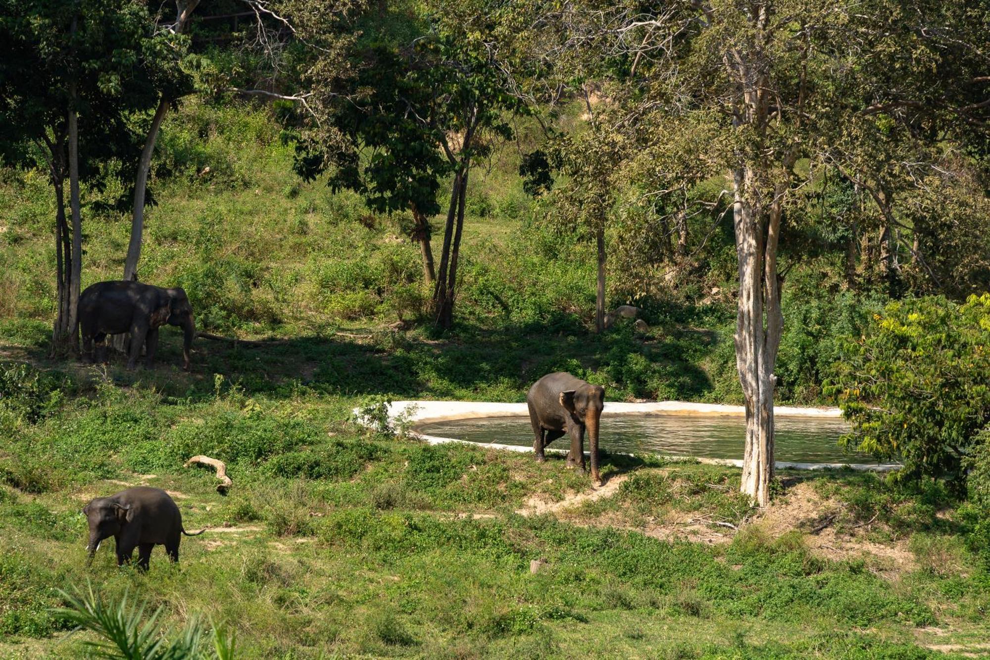 Wild Cottages Elephant Sanctuary Resort Amphoe Koksamui Dış mekan fotoğraf