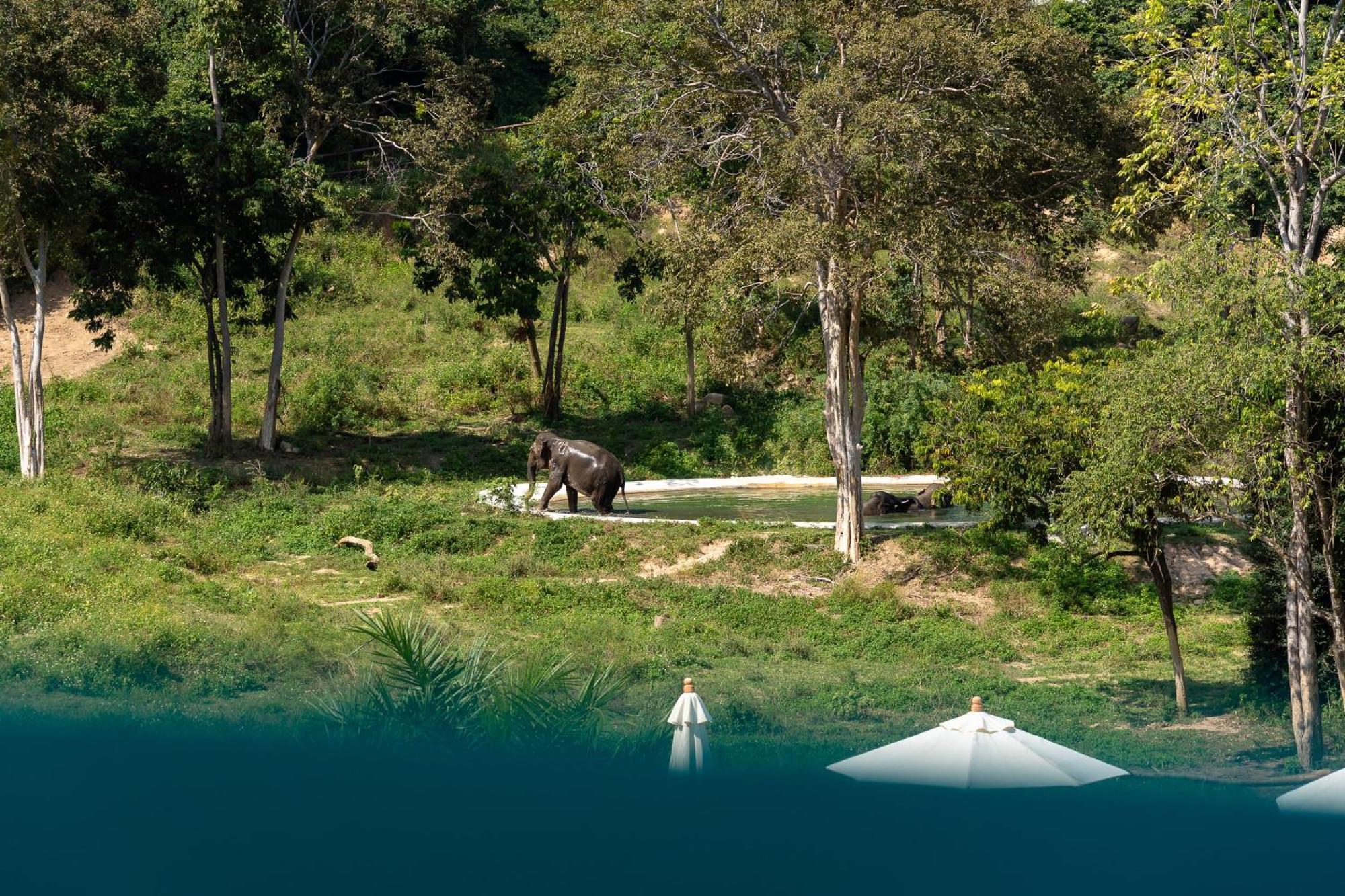 Wild Cottages Elephant Sanctuary Resort Amphoe Koksamui Dış mekan fotoğraf