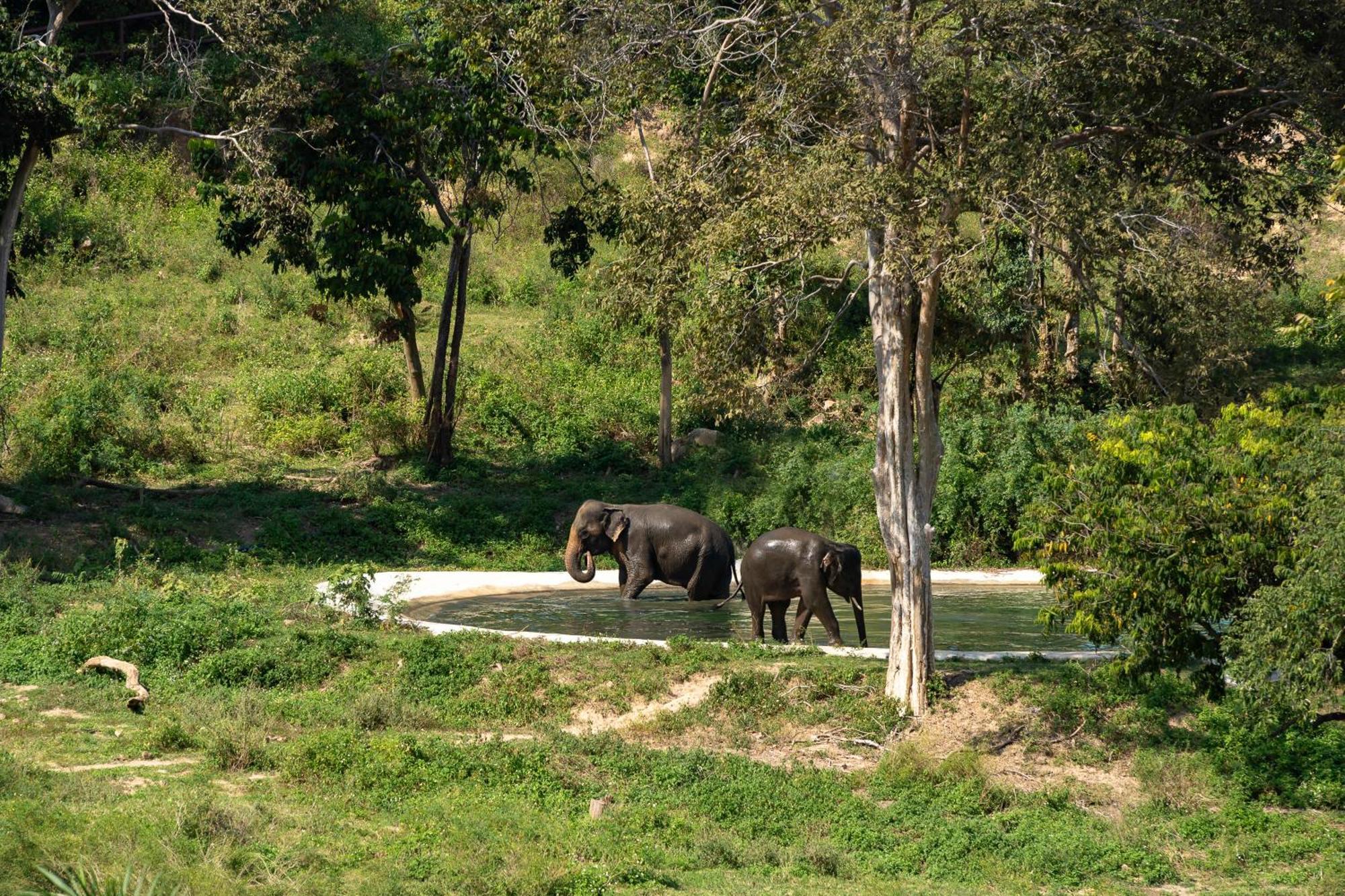 Wild Cottages Elephant Sanctuary Resort Amphoe Koksamui Dış mekan fotoğraf