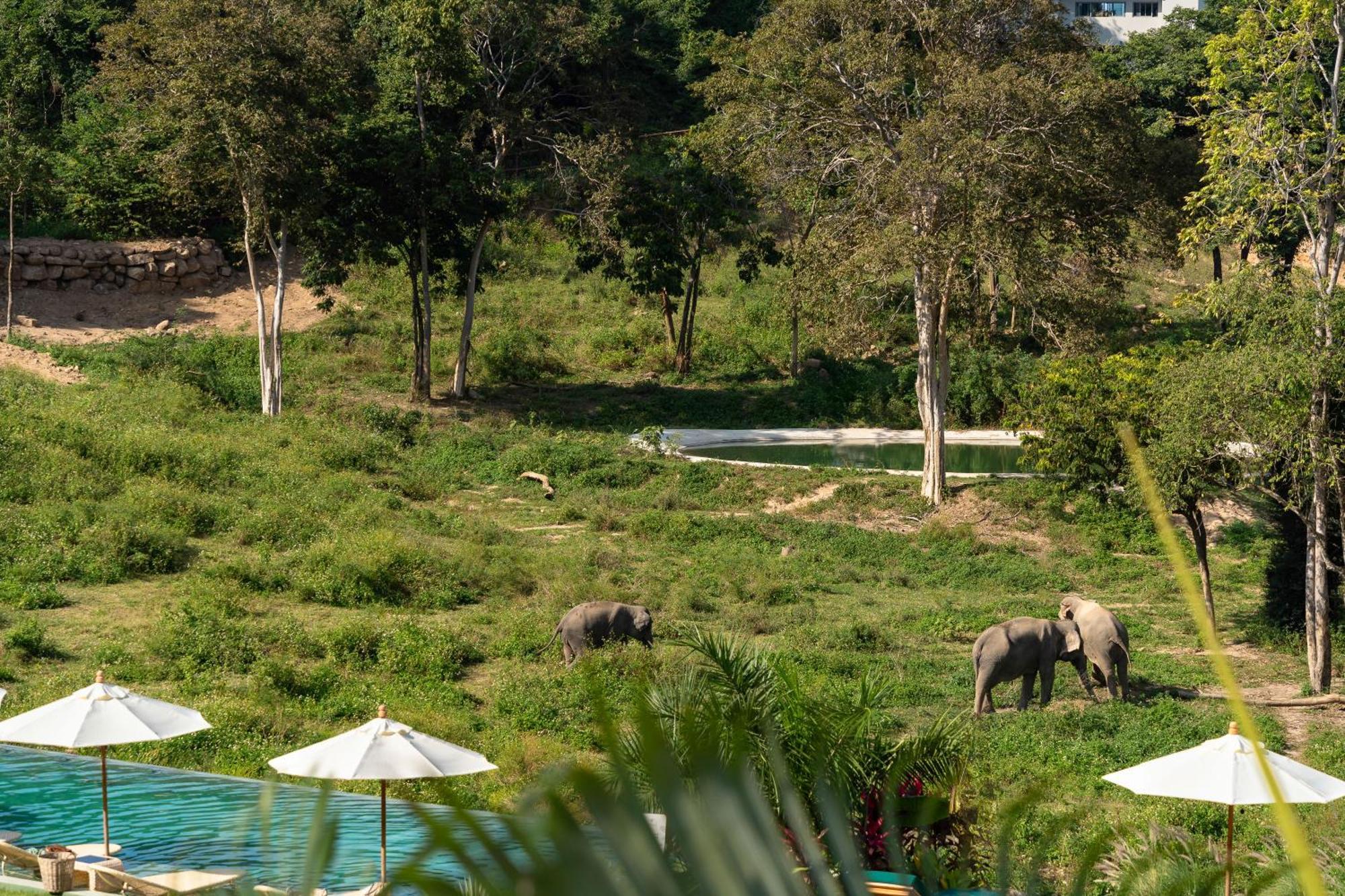 Wild Cottages Elephant Sanctuary Resort Amphoe Koksamui Dış mekan fotoğraf