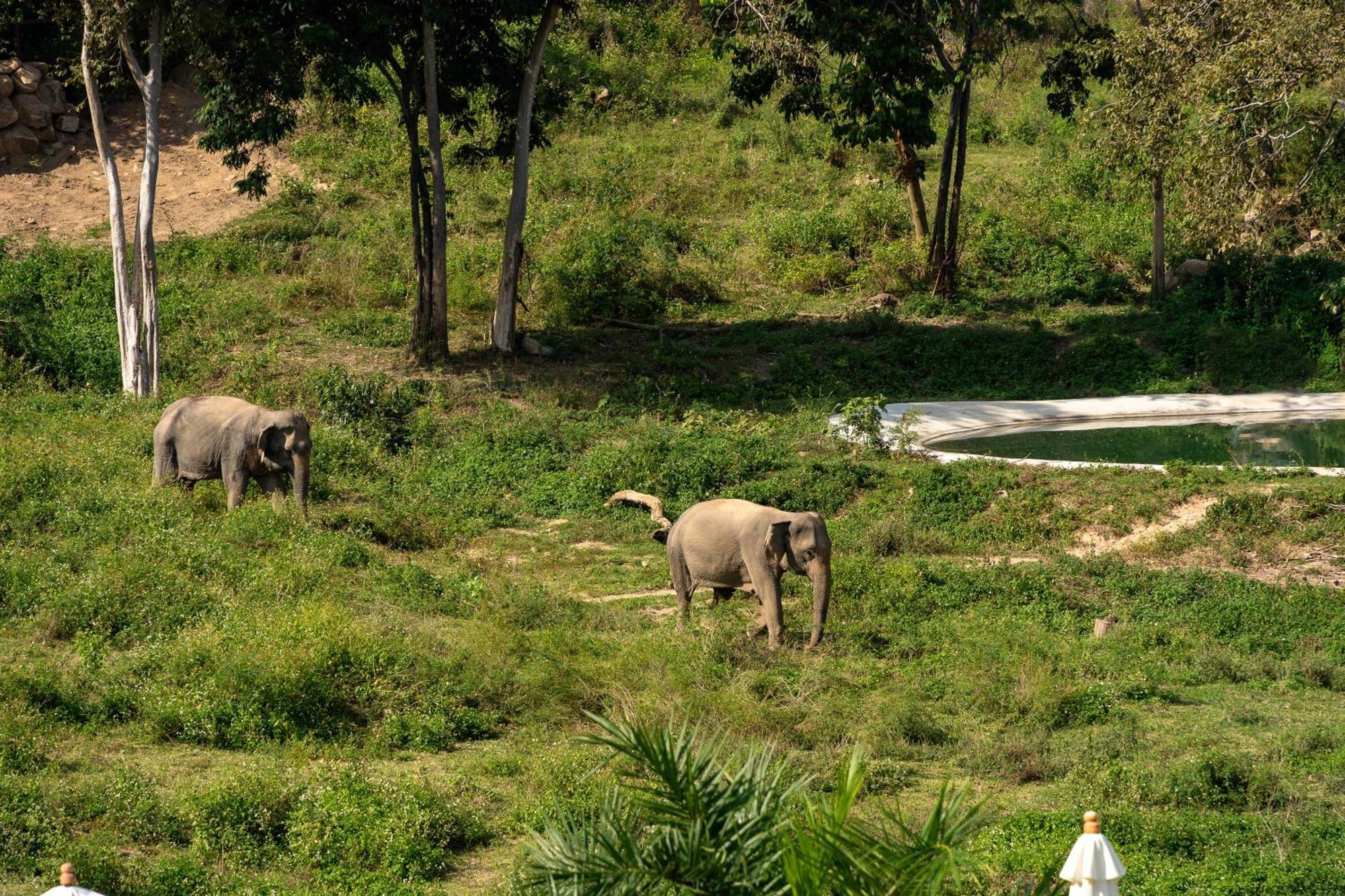 Wild Cottages Elephant Sanctuary Resort Amphoe Koksamui Dış mekan fotoğraf
